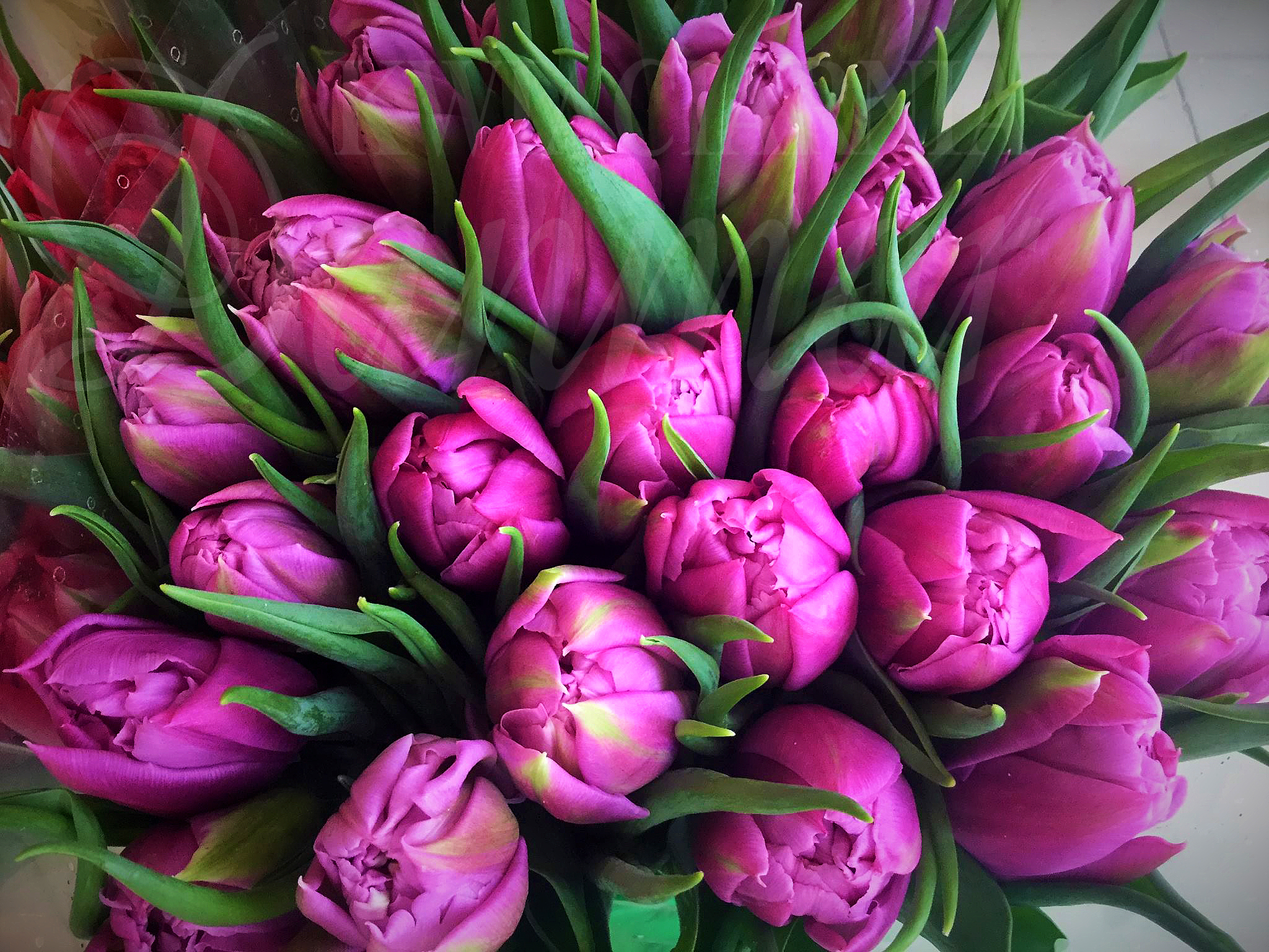 Bukiet z 30tu tulipanów