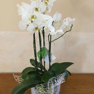 Orchidea z dekoracją